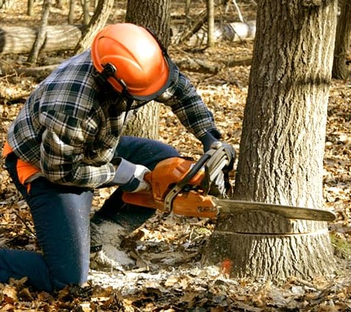 Tree Removal in Murphy, NC